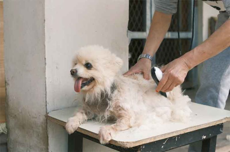 dog groomer tip calculator
