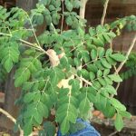 Dijuluki 'Superfood' Daun Kelor Meraja Untuk Kesehatan