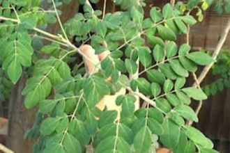 Dijuluki 'Superfood' Daun Kelor Meraja Untuk Kesehatan