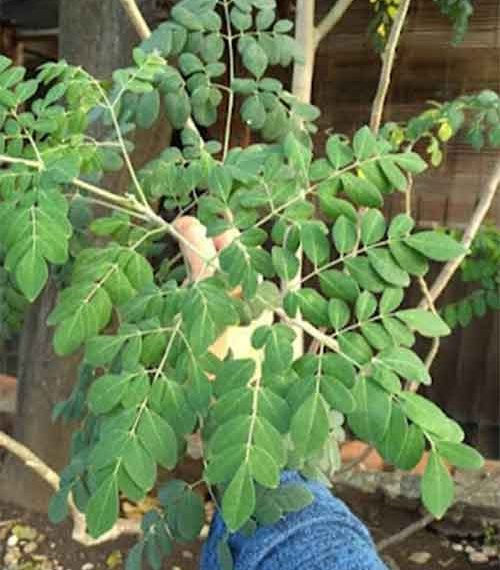 Dijuluki 'Superfood' Daun Kelor Meraja Untuk Kesehatan