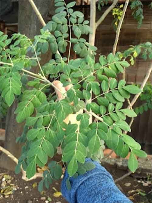 Dijuluki 'Superfood' Daun Kelor Meraja Untuk Kesehatan