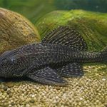 Mengapa Ikan Sapu-sapu Dianggap Sebagai Invasif