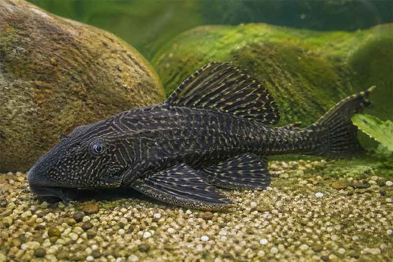 Mengapa Ikan Sapu-sapu Dianggap Sebagai Invasif